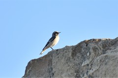 Oenanthe pleschanka