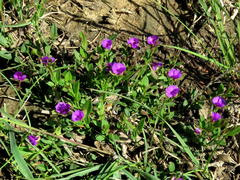 Polygala amatymbica