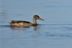 Anas platyrhynchos