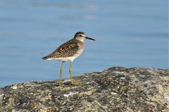 Tringa glareola