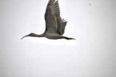 Eudocimus albus
