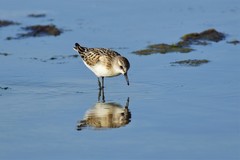 Calidris minuta