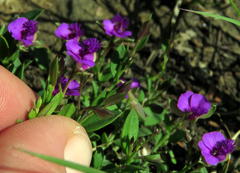 Polygala amatymbica