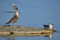 Larus cachinnans