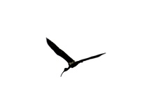 Eudocimus albus
