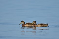 Anas platyrhynchos