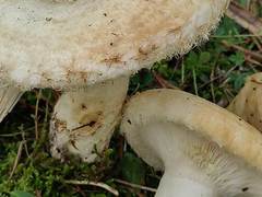 Lactarius citriolens