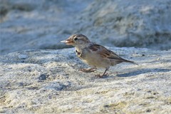 Passer domesticus