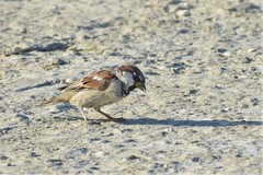 Passer domesticus