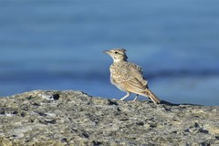 Galerida cristata