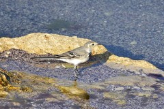 Motacilla alba