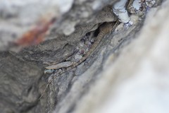 Tenuidactylus caspius