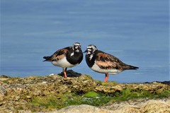 Arenaria interpres