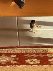 Passer domesticus balearoibericus