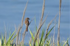 Lanius collurio