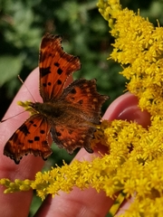 Polygonia c-album