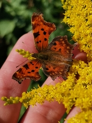 Polygonia c-album