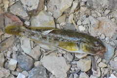 Neogobius melanostomus