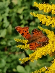 Polygonia c-album