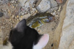 Neogobius melanostomus