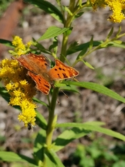 Polygonia c-album