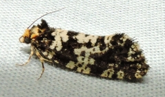 Ardiosteres moretonella