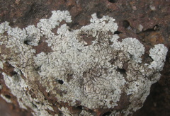 Dirinaria confluens