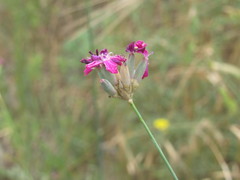 Dianthus polymorphus