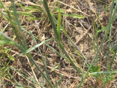 Dianthus polymorphus
