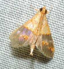 Tetracona amathealis
