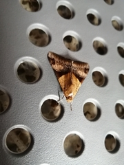 Melipotis fasciolaris