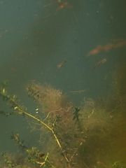 Hesperoleucus venustus