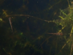 Hesperoleucus venustus