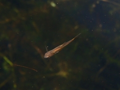 Hesperoleucus venustus