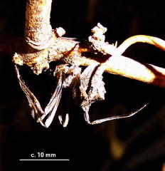 Cyphalonotus