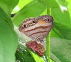 Cissia pseudoconfusa