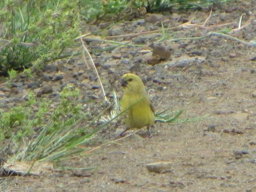 Subspecies Anomalospiza imberbis imberbis · iNaturalist