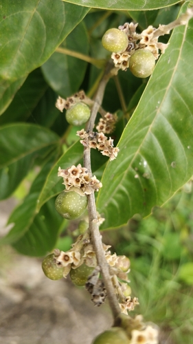 Vitex altissima (Vitex altissima)