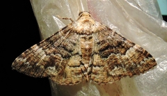 Aporoctena scierodes