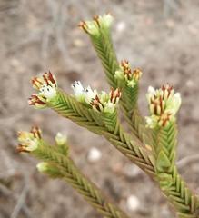 Crassula ericoides ericoides