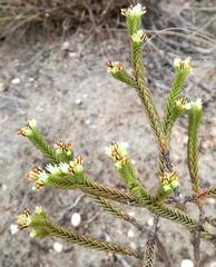 Crassula ericoides ericoides