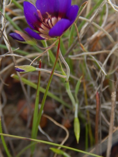 Image of Geissorhiza monanthos by no rights reserved