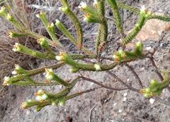 Crassula ericoides ericoides