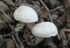 Tricholoma album