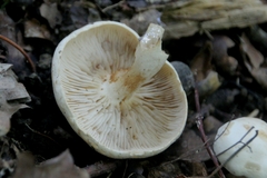Tricholoma album