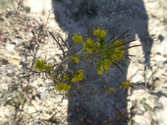 Descurainia sophioides