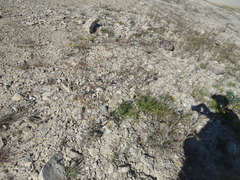 Descurainia sophioides