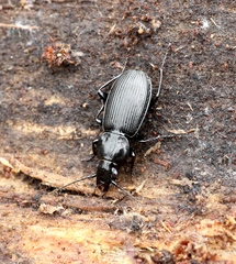 Pterostichus aethiops
