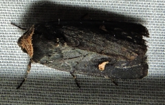 Proteuxoa cinereicollis