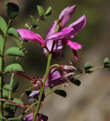 Indigofera langebergensis
